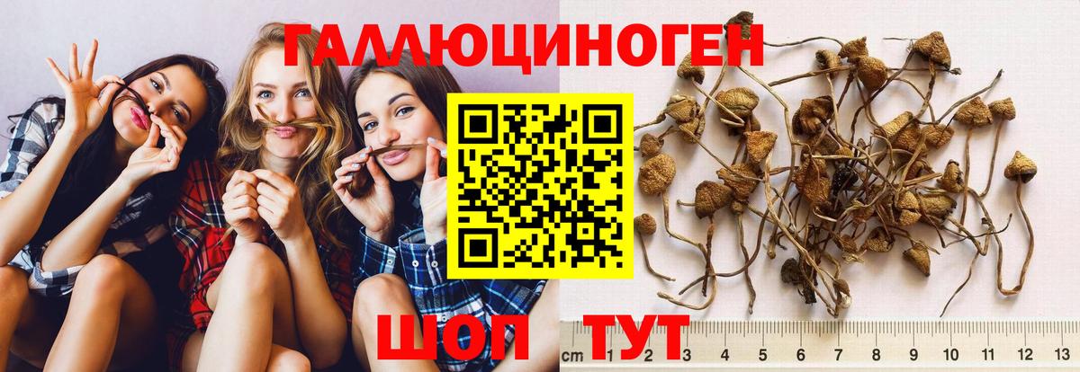 Псилоцибиновые грибы мицелий Краснокаменск